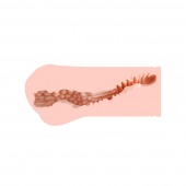 Мастурбатор-вагина Monica без вибрации - KOKOS - в Находке купить с доставкой